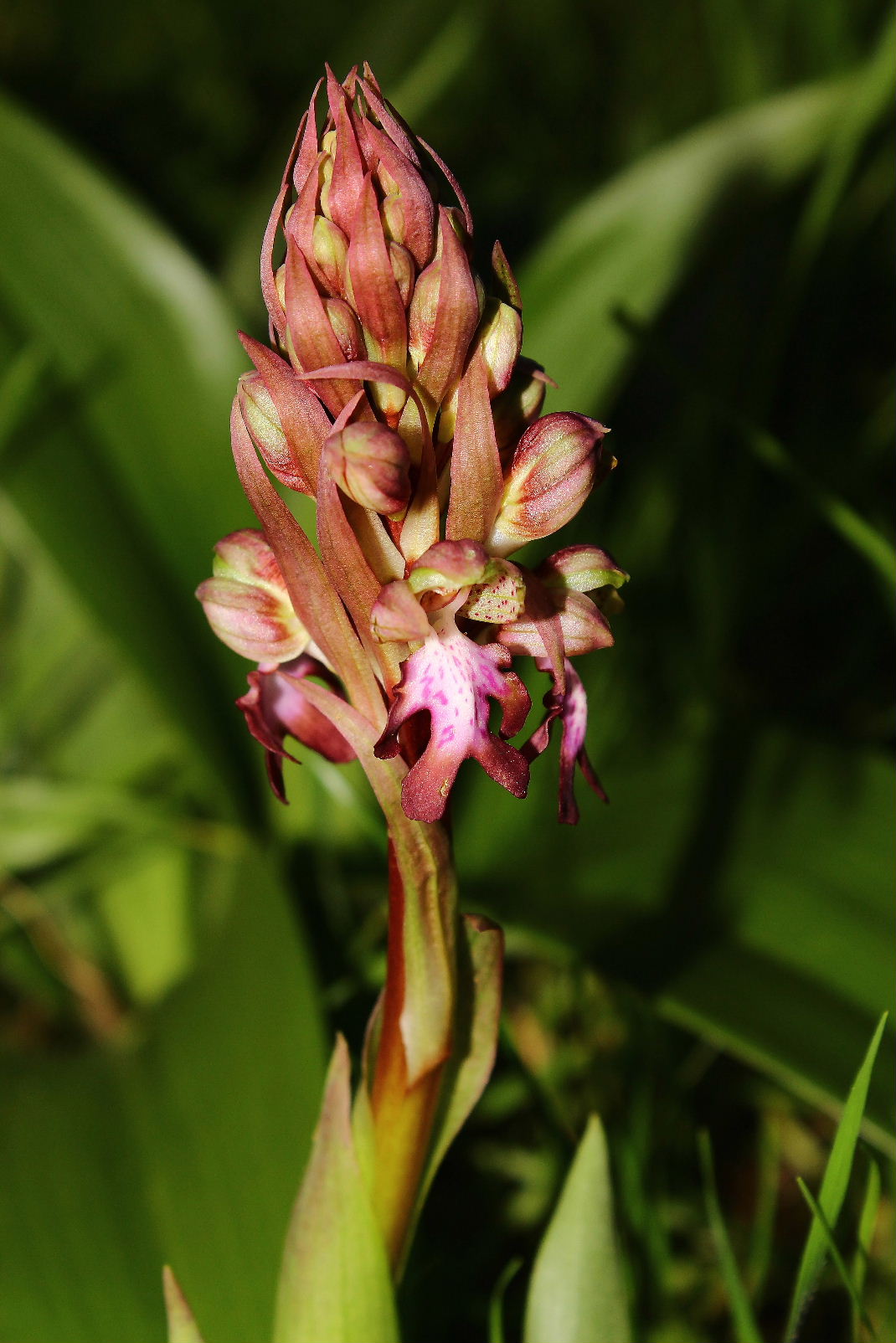 Barlia  robertiana le prime o le ultime ??